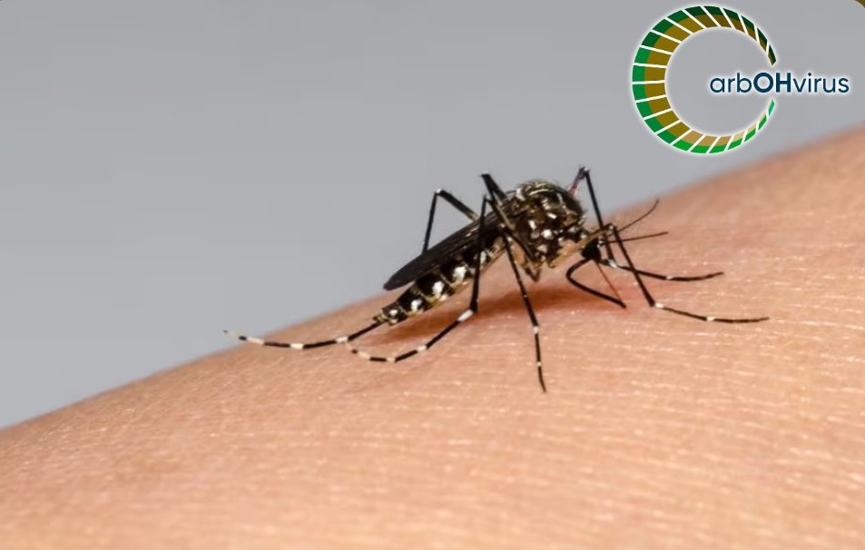 Investigador del Instituto de Entomología UMCE advierte sobre alza de casos de dengue en Chile